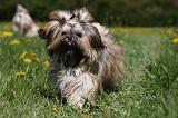 SHIH TZU 265